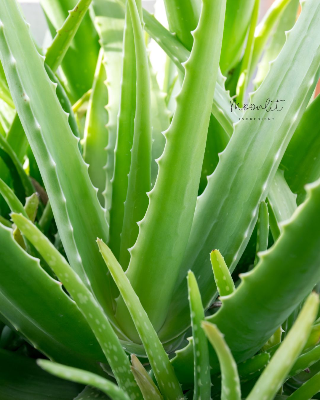 蘆薈萃取液 Aloe Vera Extract